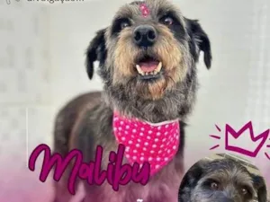 Cachorro raça SRD-ViraLata idade 4 anos nome Malibu