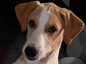 Cachorro raça SRD-ViraLata idade 7 a 11 meses nome Branquinha 
