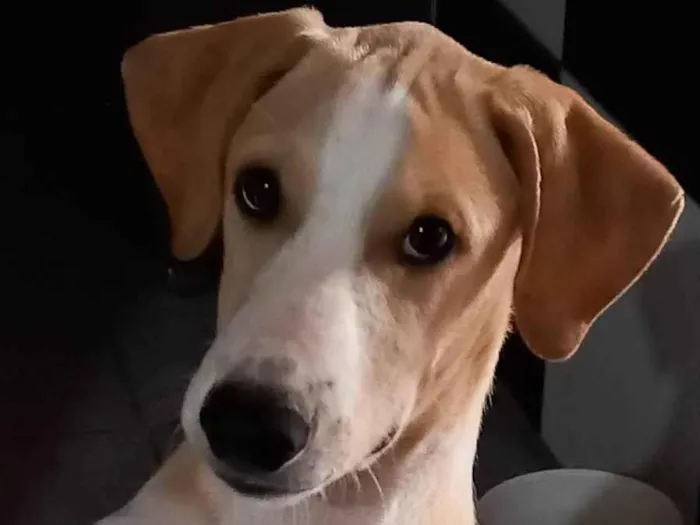 Cachorro ra a SRD-ViraLata idade 7 a 11 meses nome Branquinha 