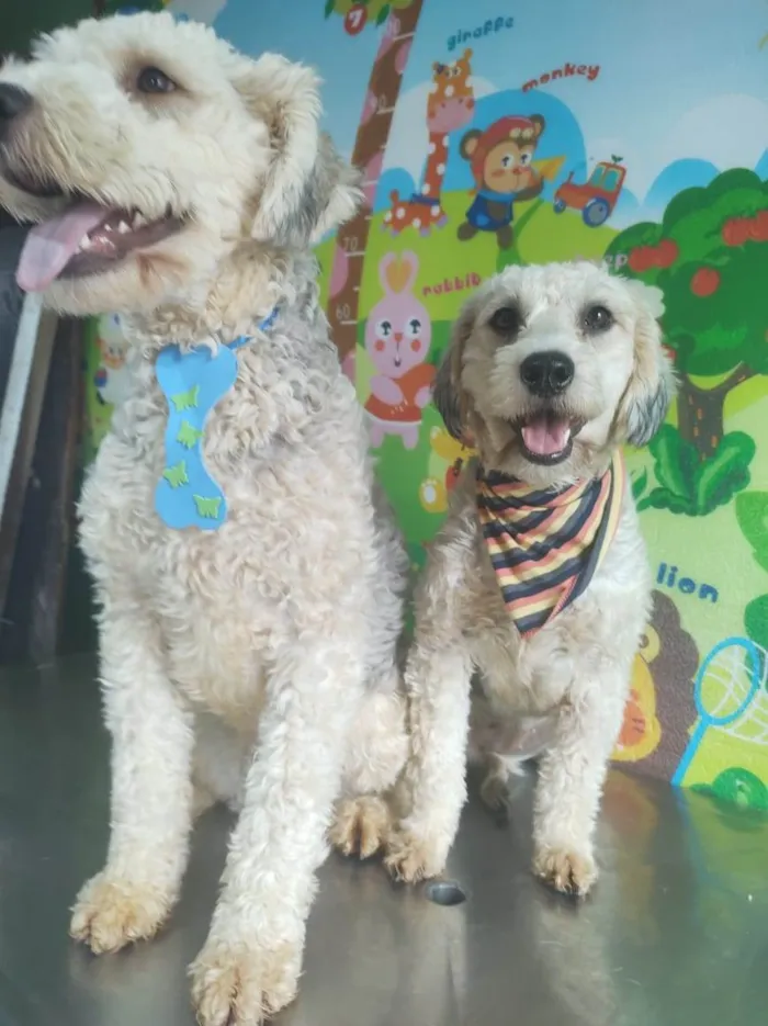 Cachorro ra a Poodle idade 2 anos nome Laio e Valentina