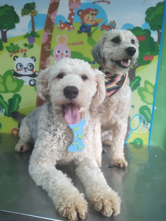 Cachorro ra a Poodle idade 2 anos nome Laio e Valentina