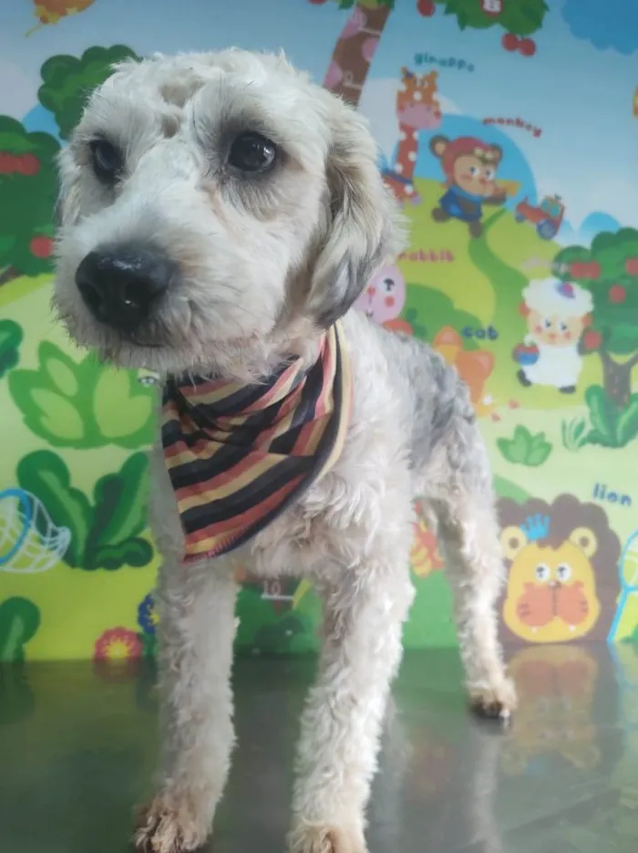 Cachorro ra a Poodle idade 2 anos nome Laio e Valentina