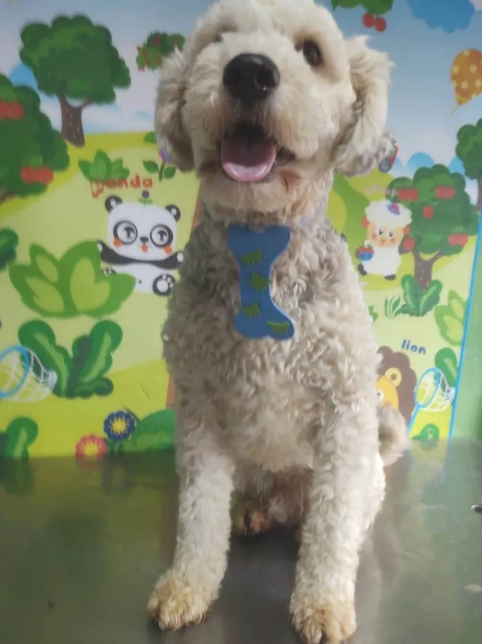 Cachorro ra a Poodle idade 2 anos nome Laio e Valentina