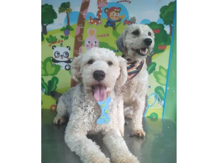 Cachorro ra a Poodle idade 2 anos nome Laio e Valentina