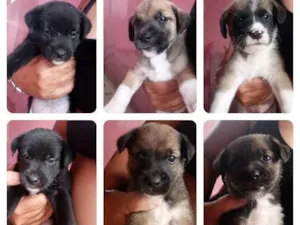 Cachorro raça Vira latas idade Abaixo de 2 meses nome Cachorros