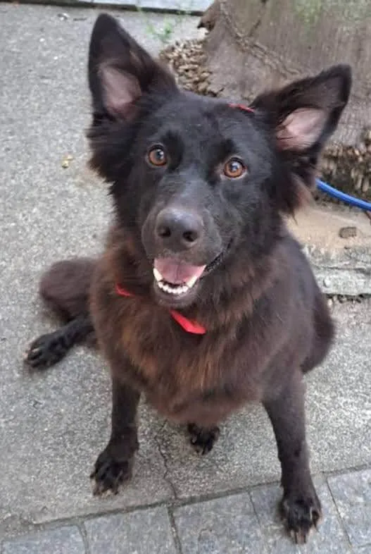 Cachorro ra a SRD-ViraLata idade 2 anos nome Duquesa