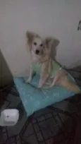 Raposinha 