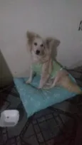 Raposinha