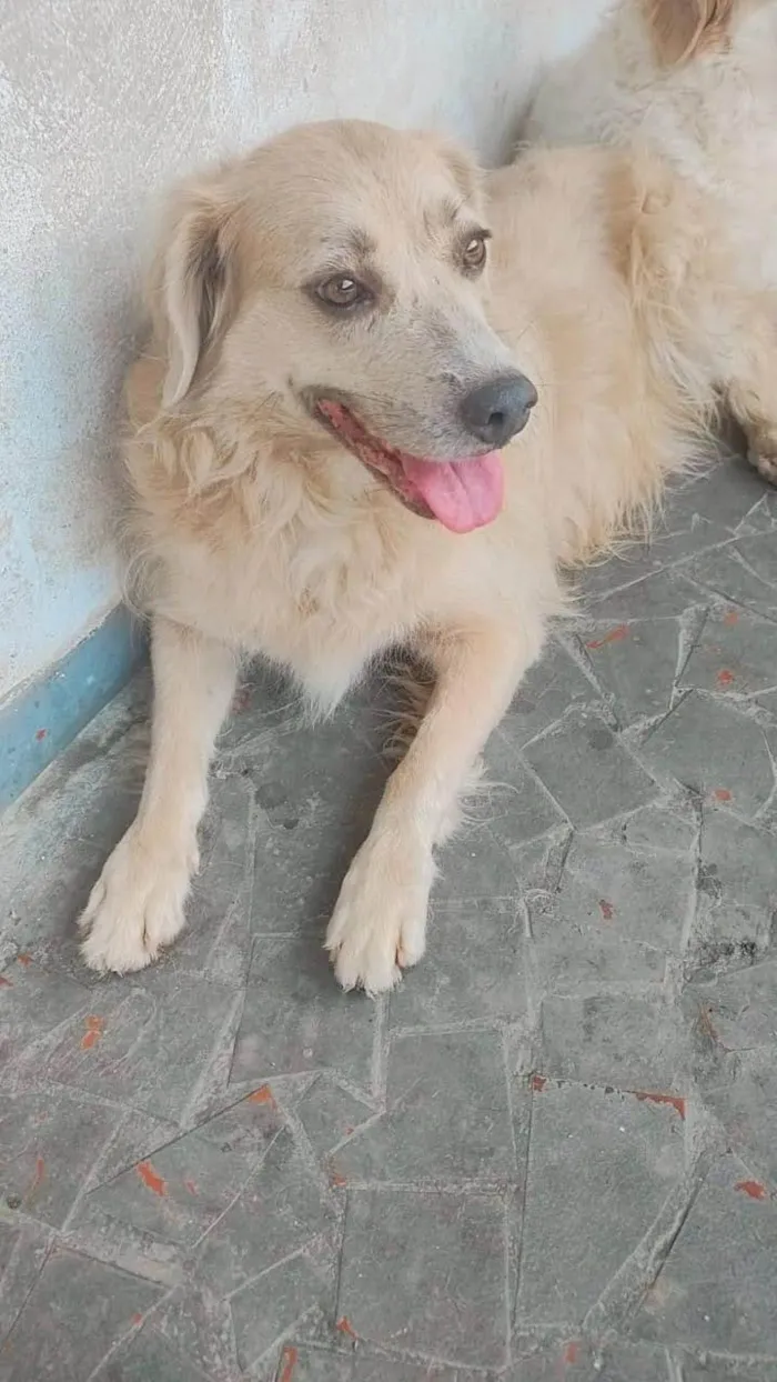 Cachorro ra a Golden retriever idade 4 anos nome Clarinha II