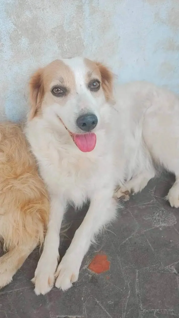 Cachorro ra a SRD-ViraLata idade 2 anos nome Betina