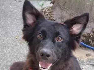 Cachorro raça SRD-ViraLata idade 2 anos nome Duquesa
