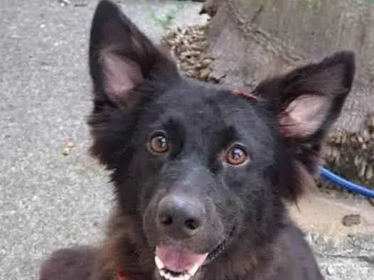 Cachorro ra a SRD-ViraLata idade 2 anos nome Duquesa