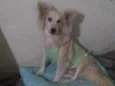 Raposinha 