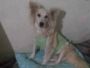 Cachorro raça SRD-ViraLata idade 2 anos nome Raposinha 