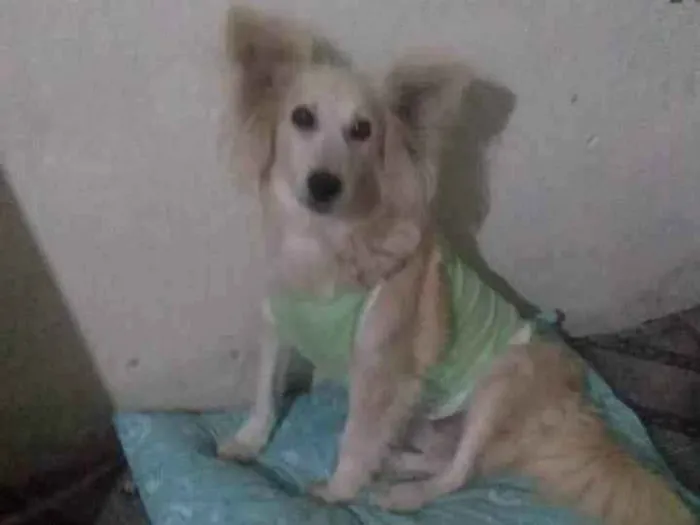 Cachorro ra a SRD-ViraLata idade 2 anos nome Raposinha 