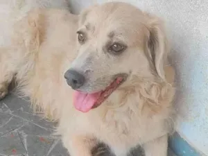 Cachorro raça Golden retriever idade 4 anos nome Clarinha II