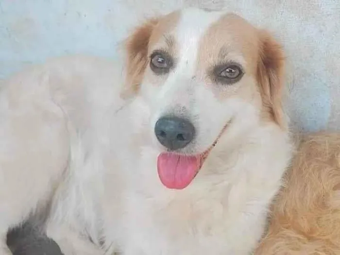 Cachorro ra a SRD-ViraLata idade 2 anos nome Betina