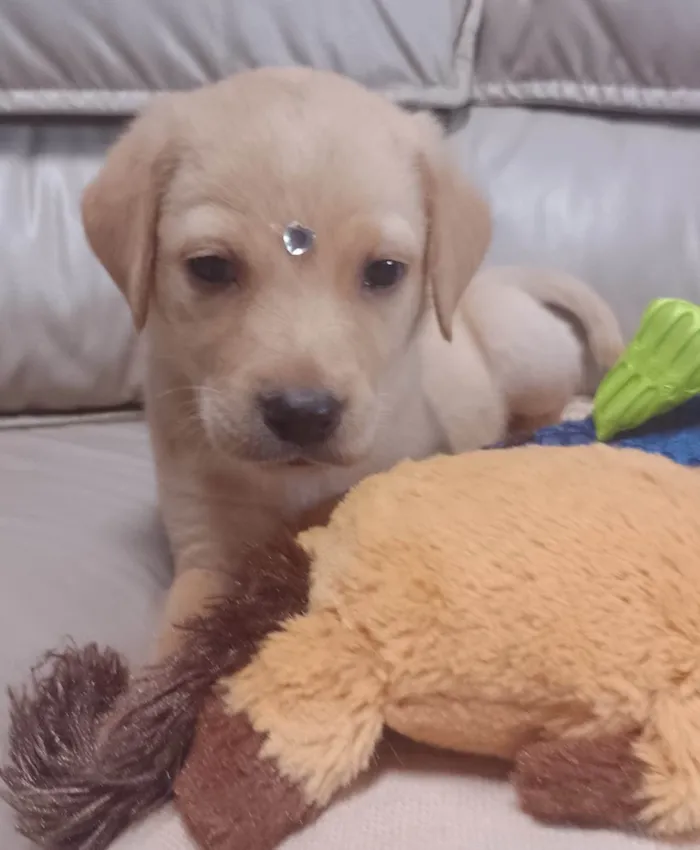 Cachorro ra a SRD-ViraLata idade 3 anos nome Safira
