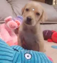 Safira