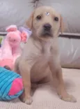 Safira