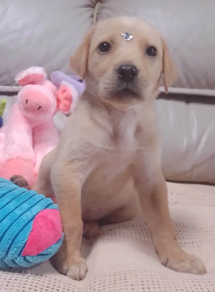 Cachorro ra a SRD-ViraLata idade 3 anos nome Safira
