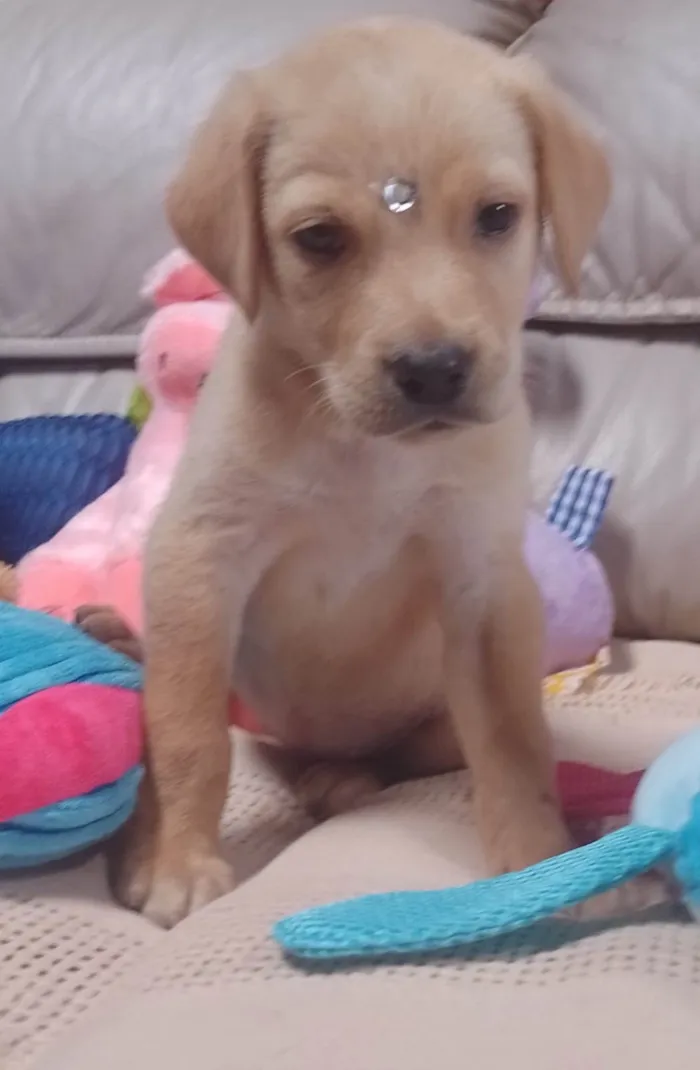 Cachorro ra a SRD-ViraLata idade 3 anos nome Safira