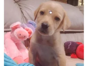 Cachorro raça SRD-ViraLata idade 3 anos nome Safira