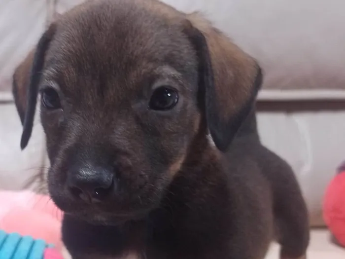 Cachorro ra a SRD-ViraLata idade 2 a 6 meses nome Lucian