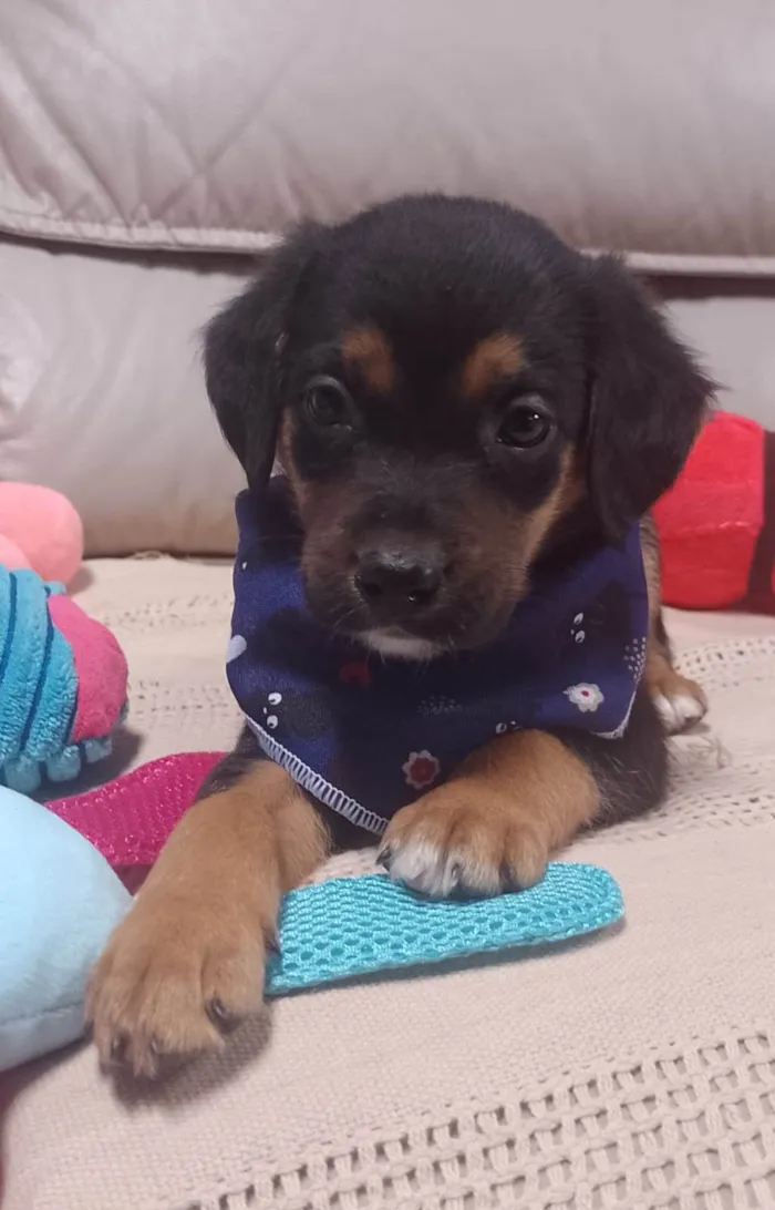 Cachorro ra a SRD-ViraLata idade 2 a 6 meses nome    Marco