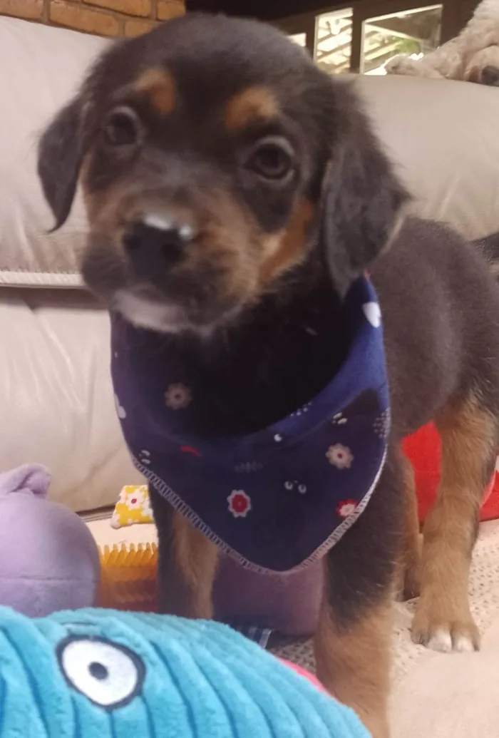 Cachorro ra a SRD-ViraLata idade 2 a 6 meses nome    Marco