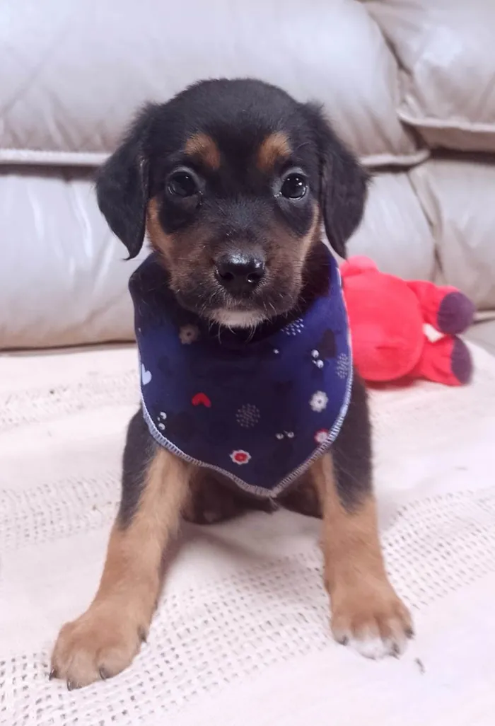 Cachorro ra a SRD-ViraLata idade 2 a 6 meses nome    Marco