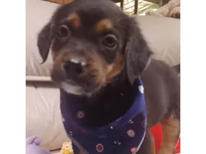 Cachorro raça SRD-ViraLata idade 2 a 6 meses nome    Marco