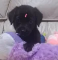 Lulu
