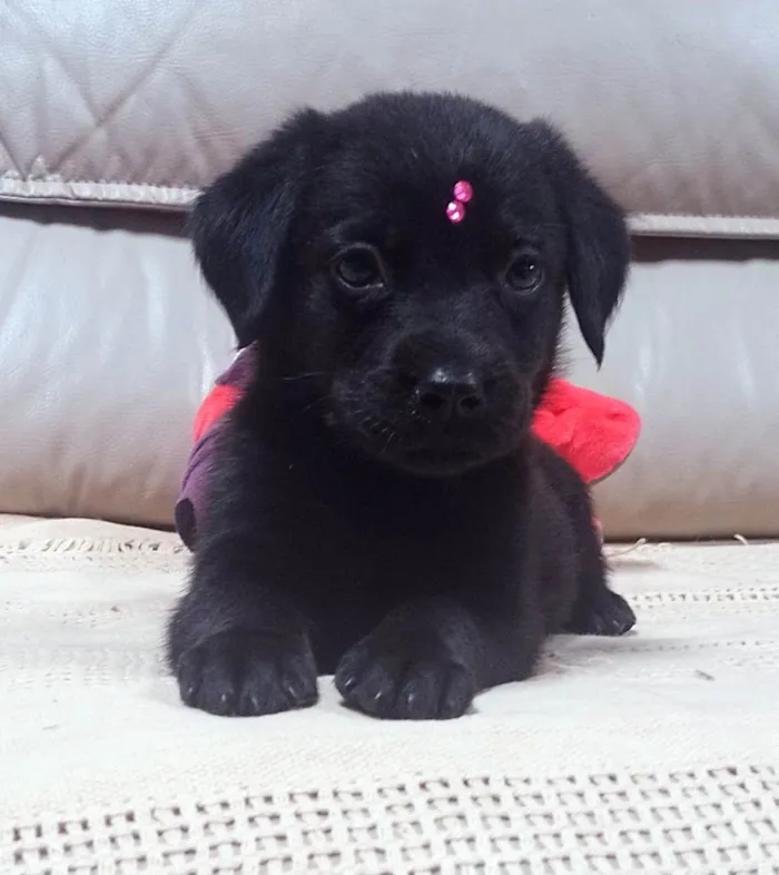 Cachorro ra a SRD-ViraLata idade 2 a 6 meses nome Lulu