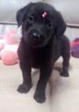 Lulu