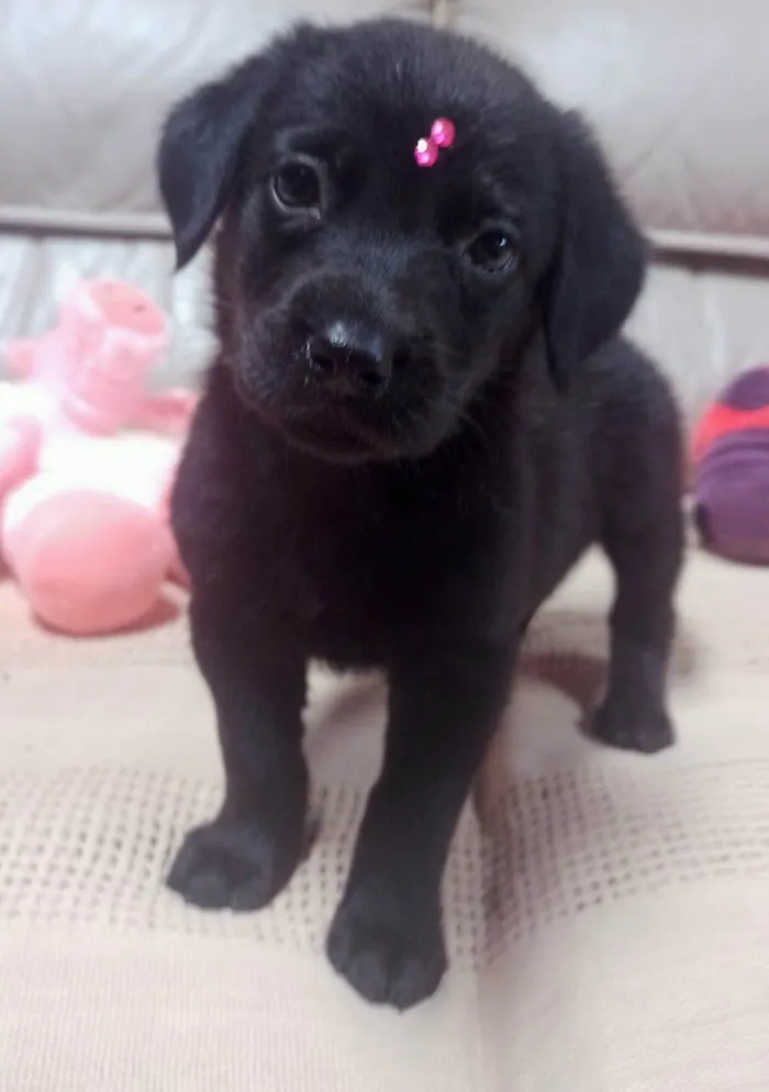 Cachorro ra a SRD-ViraLata idade 2 a 6 meses nome Lulu