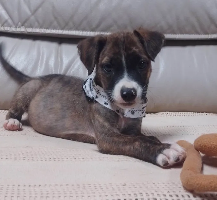 Cachorro ra a SRD-ViraLata idade 2 a 6 meses nome Mei