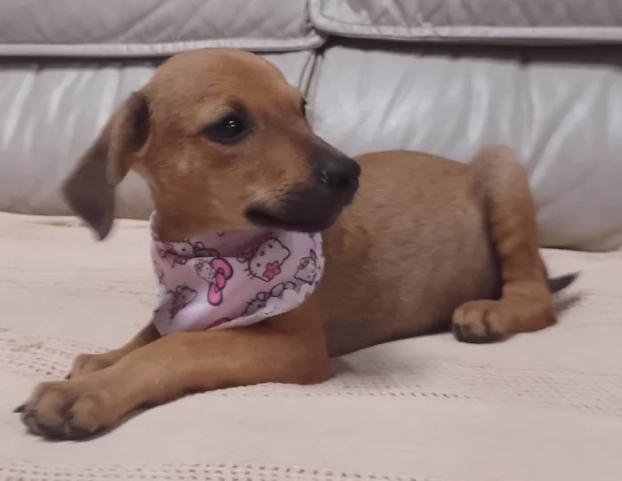 Cachorro ra a SRD-ViraLata idade 2 a 6 meses nome Bolacha