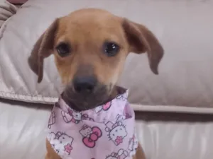 Cachorro raça SRD-ViraLata idade 2 a 6 meses nome Bolacha