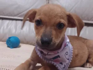 Cachorro raça SRD-ViraLata idade 2 a 6 meses nome Penny