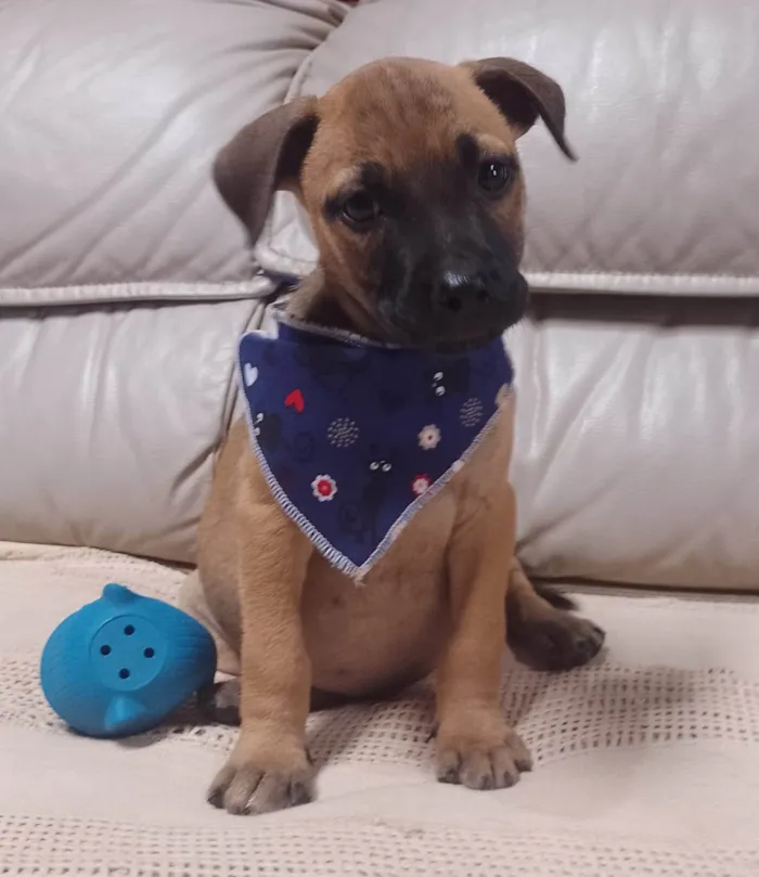 Cachorro ra a SRD-ViraLata idade 2 a 6 meses nome Luca