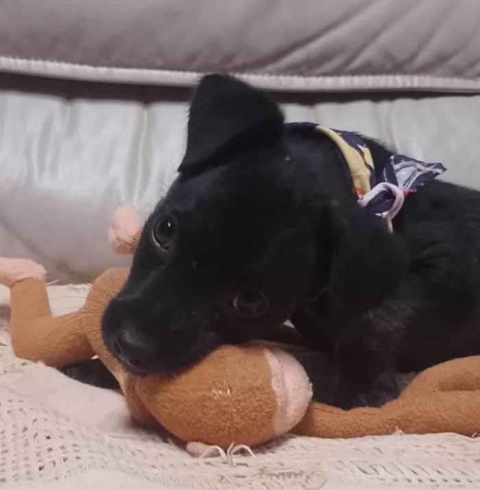 Cachorro ra a SRD-ViraLata idade 2 a 6 meses nome Ash