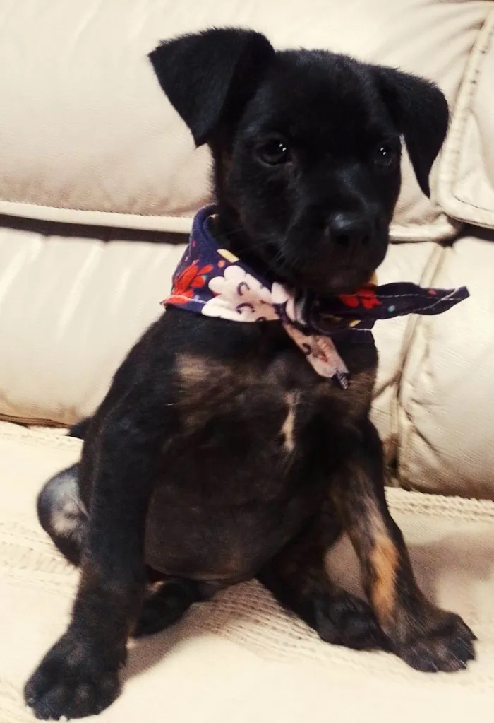 Cachorro ra a SRD-ViraLata idade 2 a 6 meses nome Ash