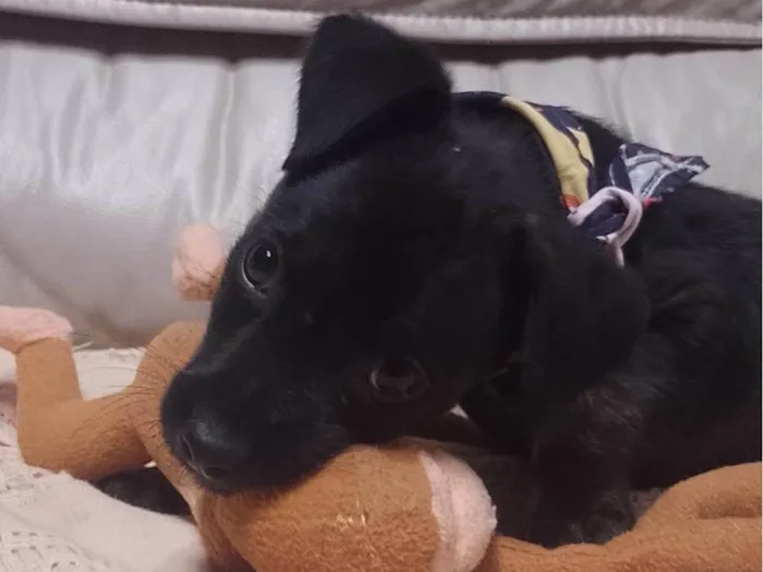 Cachorro ra a SRD-ViraLata idade 2 a 6 meses nome Ash