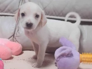 Cachorro raça SRD-ViraLata idade 2 a 6 meses nome Kenny