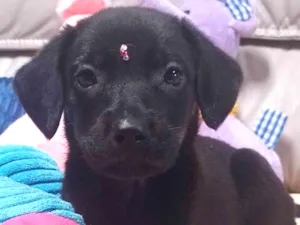 Cachorro raça SRD-ViraLata idade 2 a 6 meses nome Yumi