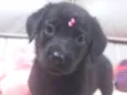 Lulu