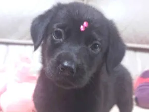 Cachorro raça SRD-ViraLata idade 2 a 6 meses nome Lulu