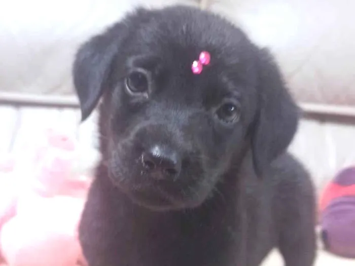 Cachorro ra a SRD-ViraLata idade 2 a 6 meses nome Lulu