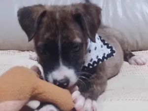 Cachorro raça SRD-ViraLata idade 2 a 6 meses nome Mei